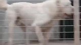 小姐姐打扫犬舍，中亚牧羊犬竟逃出去了，小姐姐的操作亮了！