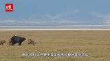 最坚强的野牛！被11只狮子围攻竟一招自救，镜头拍下全过程