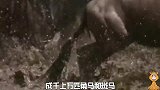 马拉河！角马斑马的噩梦开始，上百头甚至更多要葬送在此
