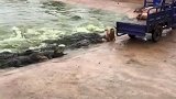 活猪喂鳄鱼了，后背的产业链