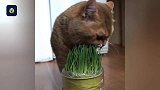 做只特立独行的猫咪，从啃大葱开始