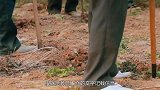 河南出土苏妲己墓，揭开妲己真面目，专家：我们冤枉了她几千年