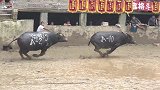 黑马将军新一代牛王，勇猛直碰，秒杀对手