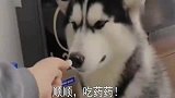 主人把药放苦瓜里，二哈竟把药吐出来，把苦瓜全吃了，绝对纯的！