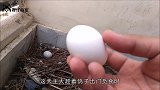 主人趁母鸡外出，将鸡蛋染色后放回窝里，母鸡回来啥反应
