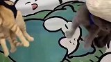 猫咪爱打架，这是收拾它们的绝招
