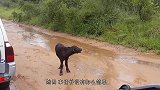 羚羊为躲避花豹追杀，逃到村民院子，结局却让人意外