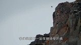 有人将鸡蛋放进老鹰的窝，等孵化出来后，老鹰的反应请忍住不要笑