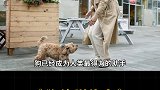 狼是怎么变成狗的