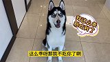 主人说要吃狗狗的眼珠子，没想到竟被二哈狂骂二百五，场面失控！