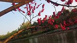 四月赏樱去无锡金匮公园，现在日本晚樱正怒放，让人非常陶醉