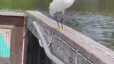大鸟被鳄鱼偷袭，怕是凶多吉少了