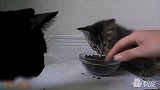 戳中萌点！喵星人护食手段很凶残，铲屎官好怕怕