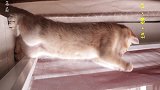 小猫窗台看风景超可爱，直到下一秒吞了只虫！主人疯了！