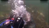 海豹拉着潜水员的手不放原来它是是想要潜水员摸它