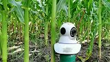农村小伙发明，手机远程千里之外看玉米地，再也不怕有人来拿玉米