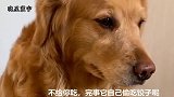 主人说泰迪在隔壁偷吃，说金毛坏话，金毛趴在墙上，小心翼翼偷听