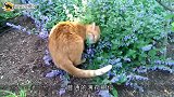男子在家门口种满猫薄荷驱蚊，结果第二天早上打开门，怀疑人生了
