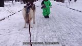 家里就你这一条狗，没办法只能委屈你做雪橇犬了