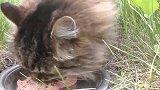 看看流浪猫是怎么吃饭的，第一次见，肯定饿坏了