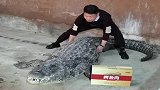 动物饲养员，徒手帮鳄鱼活动筋骨，鳄鱼一回头会怎样