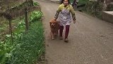 隔壁村子杀猪了，金毛呆了三天都不回家！