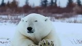 北极熊为什么禁止送往南极？