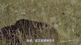 花豹猎杀狒狒，不料被大象截了胡，真可谓英雄救美