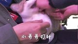 小哥哥打针vs小姐姐打针，猫咪喜欢女孩子，真相了
