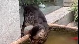 猫：在抓几天，这池子里就没鱼了！