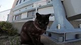 一只霸气的流浪猫，看有人用相机拍它，猫咪打起了相机的主意