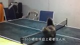 猫咪看到主人打乒乓太菜了，忍不住出手，这才是乒乓高手