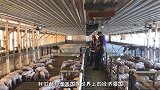 美国人几乎不吃猪肉，为啥会成为养猪大国？看完彻底服气了