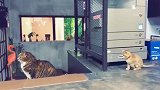 小奶猫想要偷袭大猫，当被发现后这机智反应太搞笑了