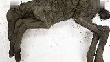 科学家挖出4万年前的小马遗骸保存超完整