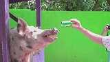 动物里也有酒鬼！二货八戒居然直接吹瓶子，太搞笑了
