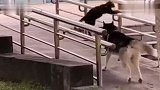 猫：这线路都老化了，我帮你检查检查，你放心我是专业的