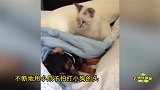 猫狗大战谁能笑到最后小猫使出绝招咏春爪