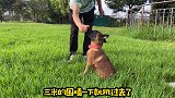 马犬就要养这种，高智商弹跳力惊人服从性高，欣赏下这只小马犬