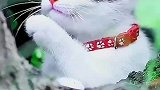 我是可爱的小猫咪啊