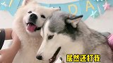 二哈气得 为啥光打我
