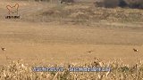老鹰发现草地有条“蛇”，俯冲而下将其擒住，看完大家别笑