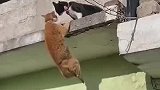 黄猫挂在阳台是十分危险，黑猫阻其自救！好心人及时出现带走黑猫