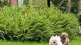 狗狗开心散步，直到看到害怕的泰迪