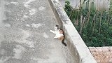 柴堆里发现一只可爱流浪猫，带回家吧，无奈跑太快了