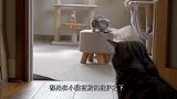 小奶猫开启冒险模式，才发现踩在脚下的草，没有垫子舒服