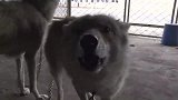 狼会怕鹰吗？草原鹰和野狼，到底谁厉害？