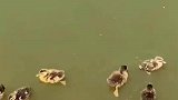 草鱼还有这种食物链？原来草鱼不光吃草，一口吃掉一个小鸭子！