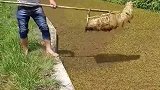 在农村想吃鱼只需准备好粪瘘，在河沟一捞就行了！