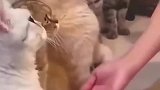 小姐姐去救助站领养猫猫，一只猫猫主动出来求领养